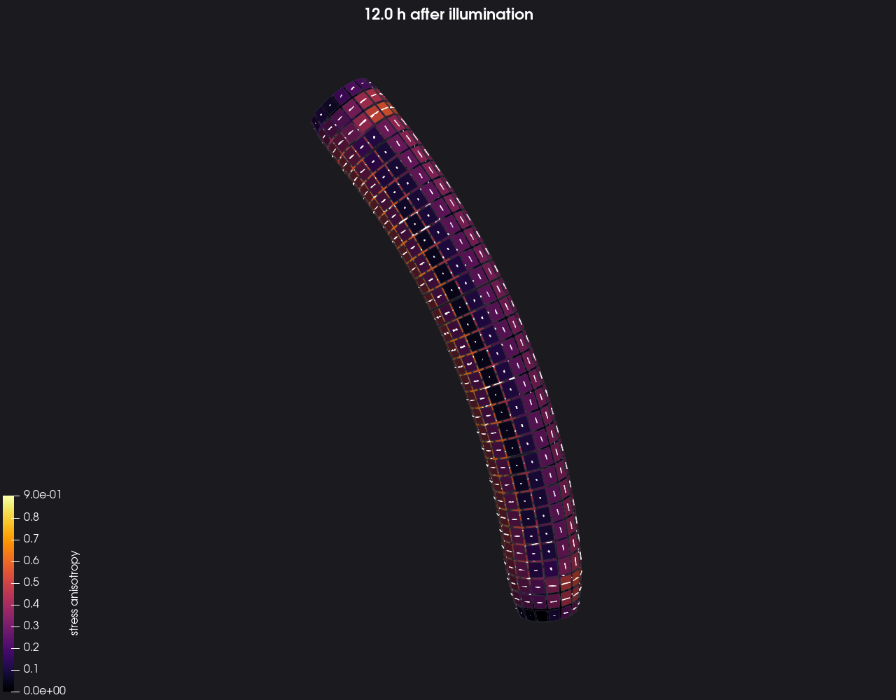 Rendering of the simulated hook at twelve hours, coloured by stress anisotropy, with short white line glyphs at each cell centre showing the predicted microtubule axis. Glyphs run around the tube on the inner flank and along it on the outer flank.