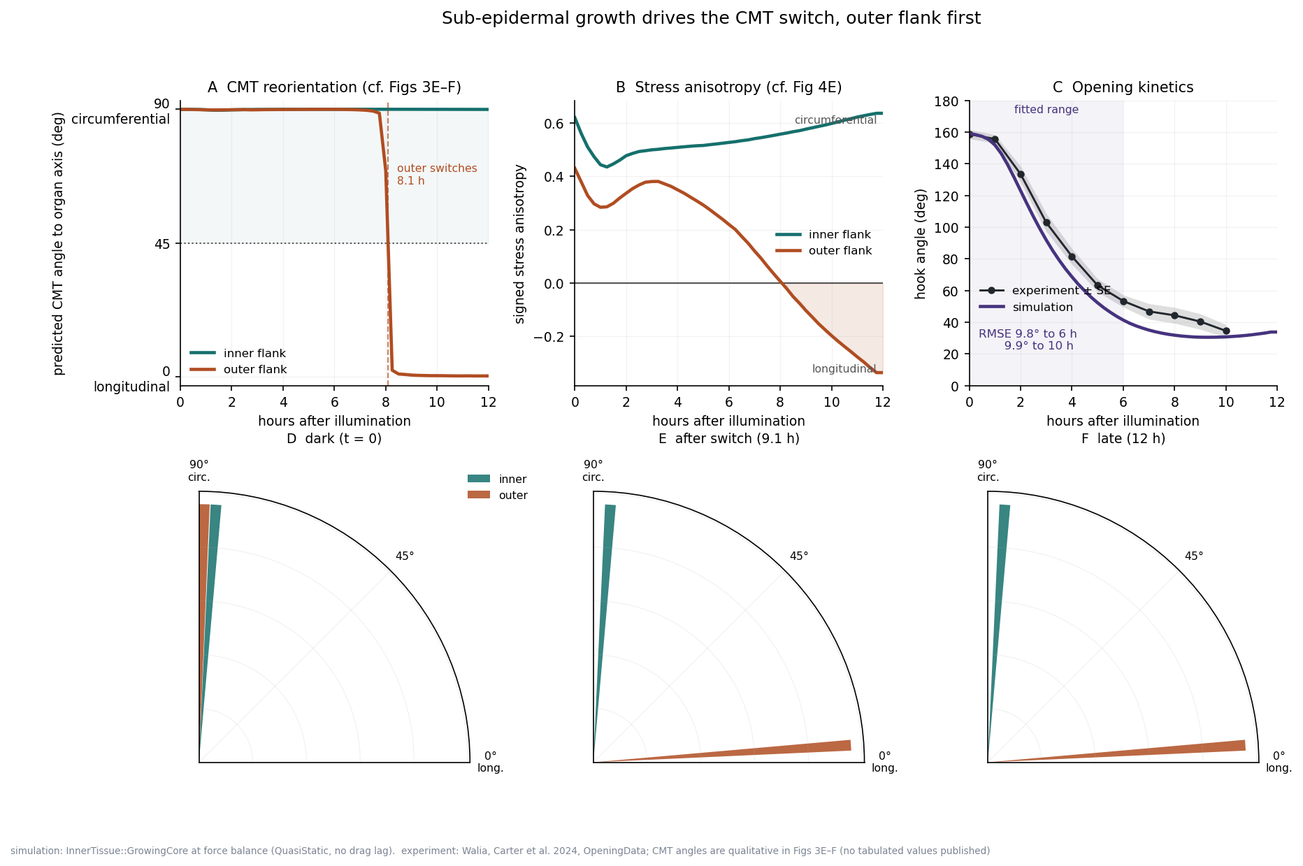 Six-panel figure. Top row: predicted CMT angle against time showing the outer flank switching sharply at 8.1 hours while the inner flank stays circumferential; signed stress anisotropy crossing zero for the outer flank only; hook opening kinetics tracking the experimental curve with RMSE 9.9 degrees. Bottom row: three polar histograms of CMT angle in darkness, after the switch, and late, showing the inner and outer flanks separating.